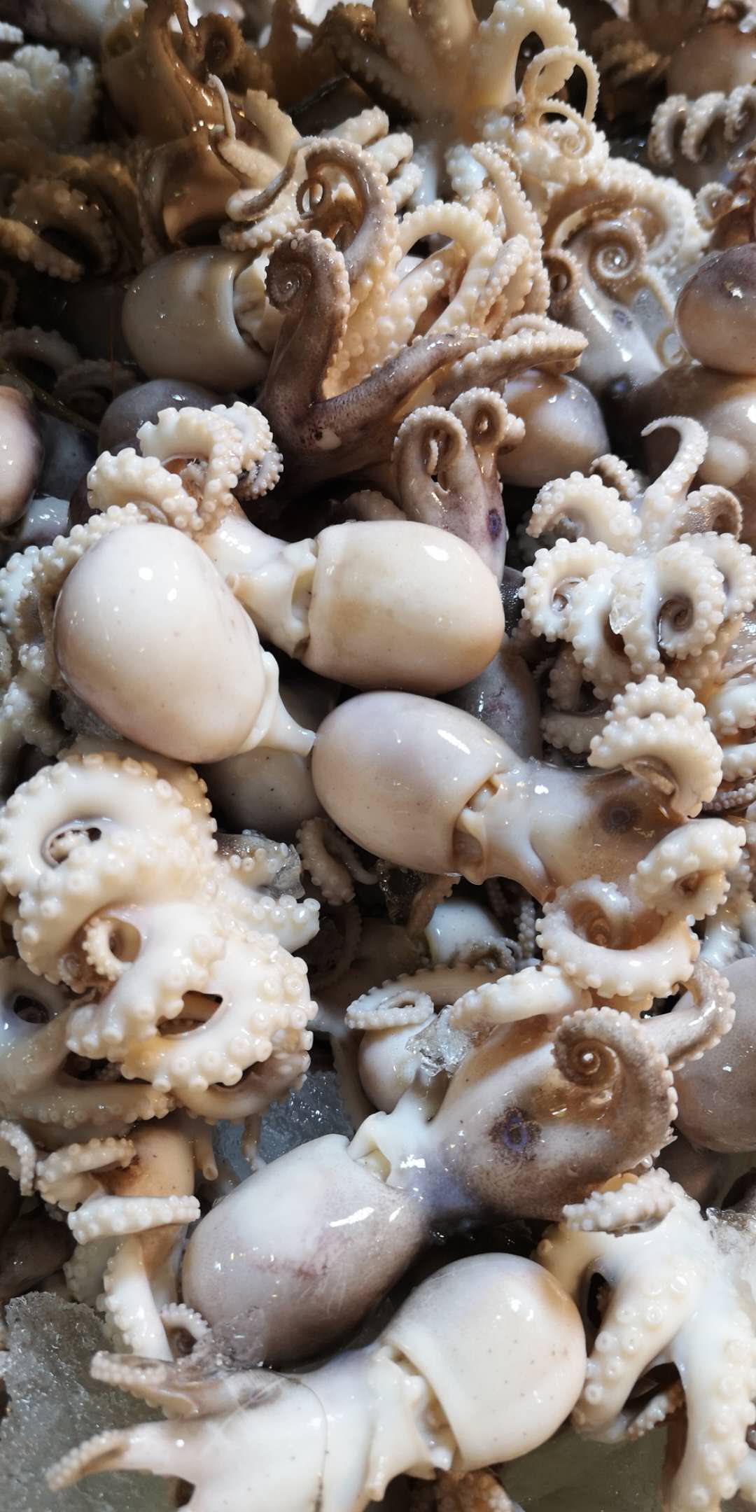 盘它！老不大俗称小八爪！