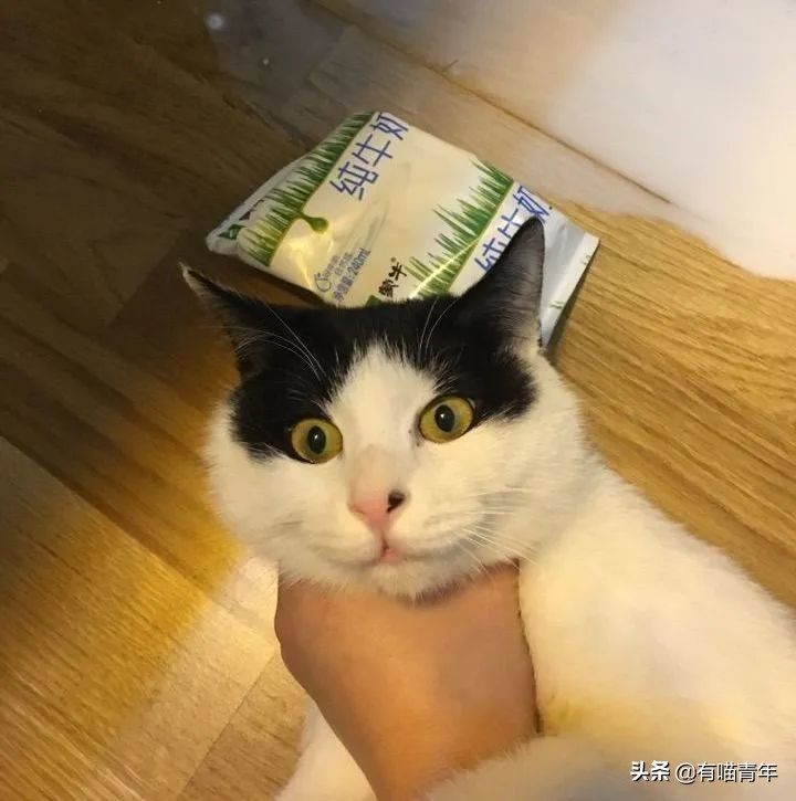 橘猫为什么是魔鬼,橘猫的恐怖之处