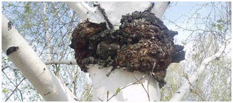 西伯利亚白桦茸价值,科学理性与价值理性的含义