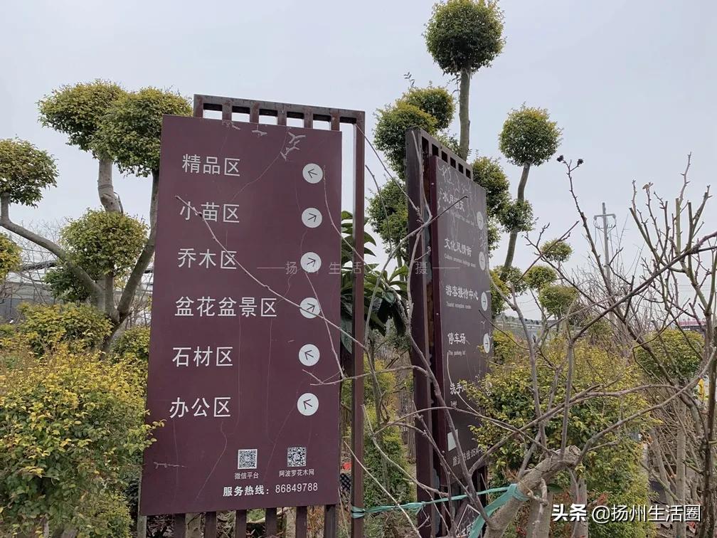 扬州花卉市场大全,扬州西区花卉市场