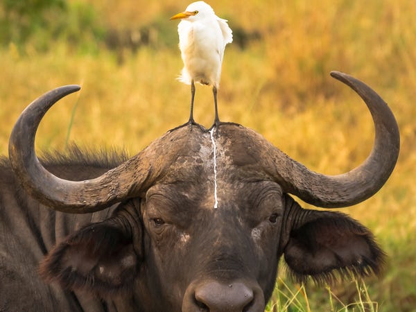 适合野生动物摄影器材,2020最佳旅游相机排行