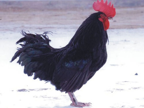 五黑鸡的养殖技术规程最新,和田尼雅黑鸡价格表