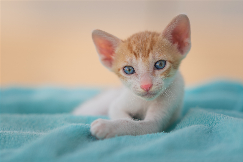 刚带回家的小猫咪，它不吃东西如何是好，铲屎官试试这3招