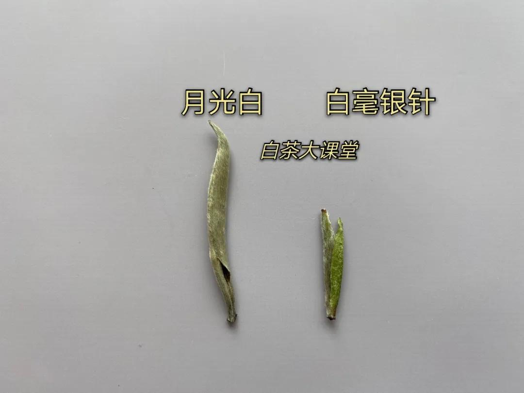 月光白老品种白茶,为什么有人说月光白是普洱茶