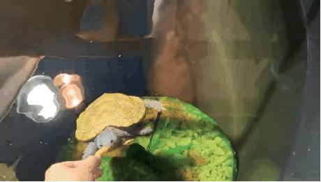 如何提高龟的互动性,养龟怎么和龟互动