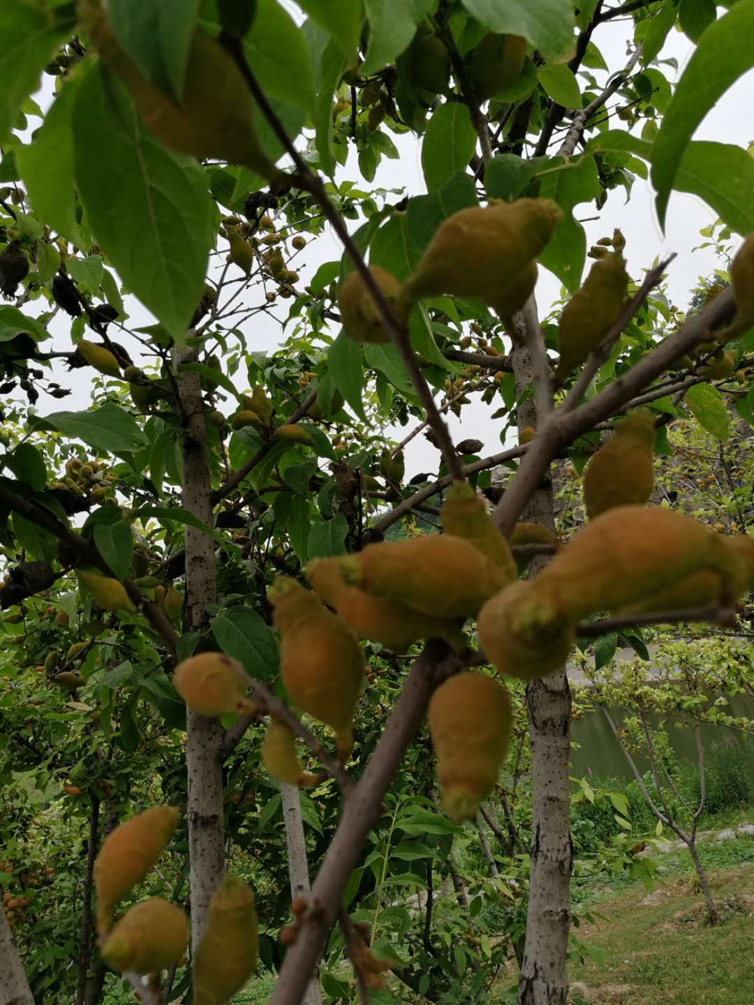 腊梅开花的特点,腊梅花的习性和特点
