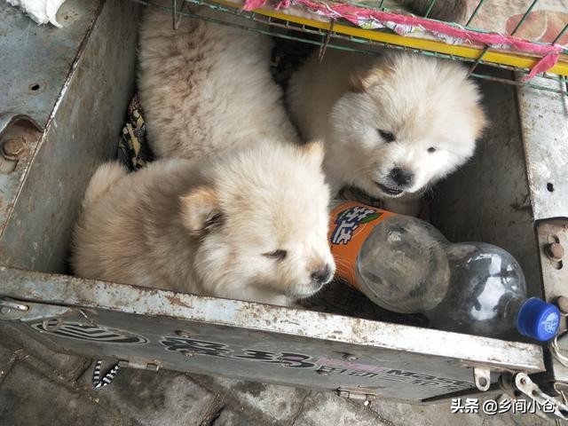 真正的狗市品种,哪里的狗市便宜品种又好种类又多