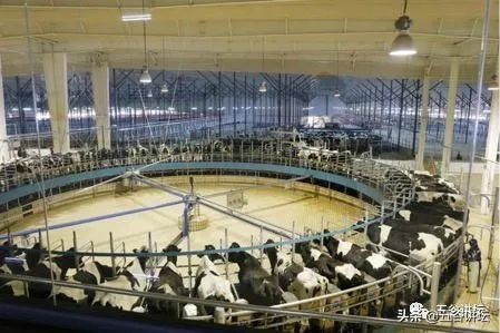 君乐宝奶粉前景和分析,君乐宝最新上市奶粉