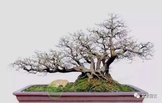 48种绝世盆景,绝世惊艳之作