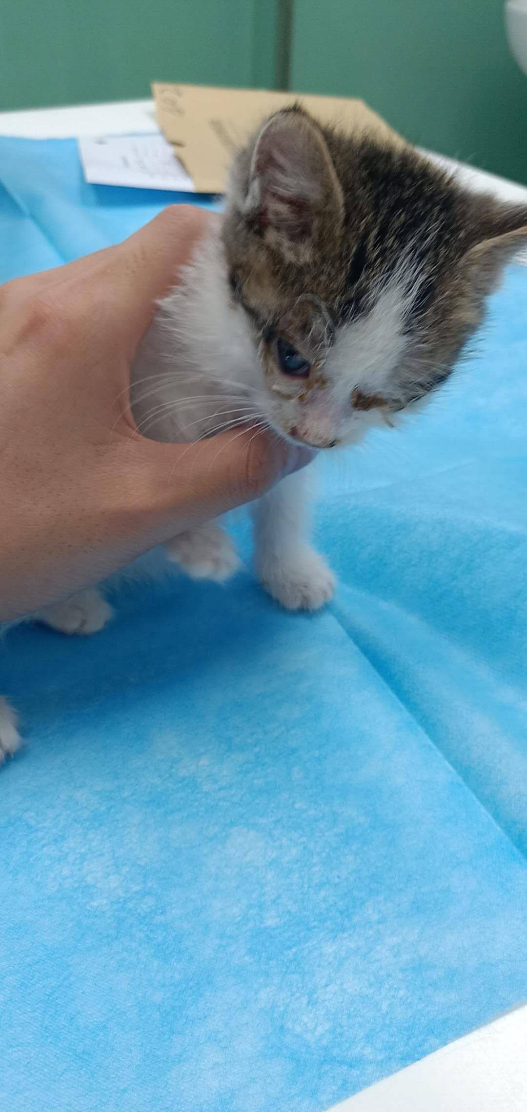 猫咪打喷嚏眼睛有分泌物怎么办,猫咪打喷嚏伴随呕吐怎么办