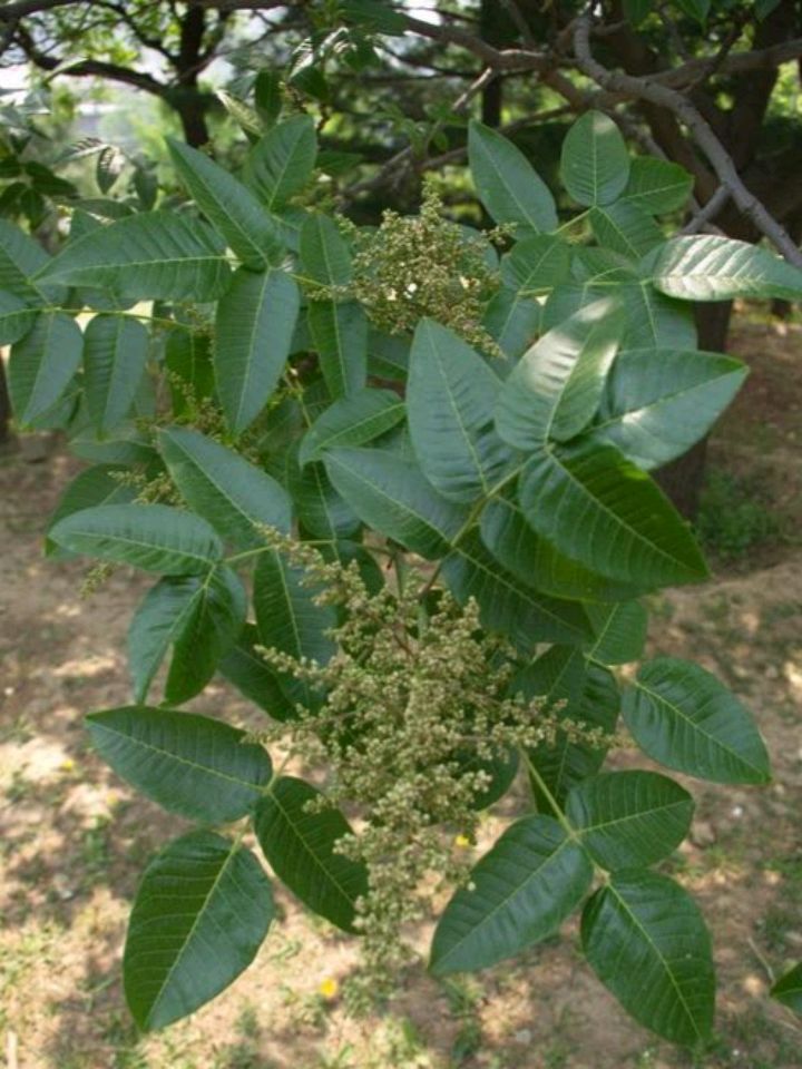 五倍子的树有哪些,什么树能长五倍子