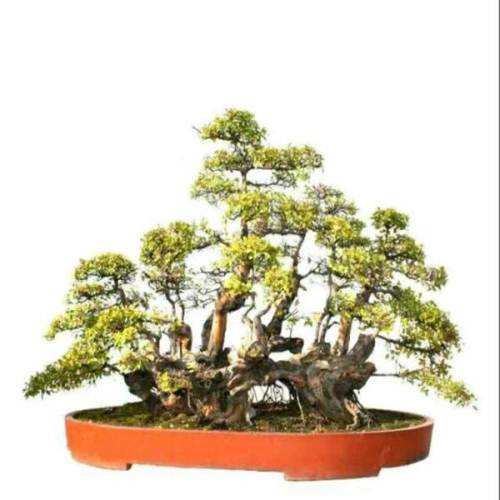 雀梅枯萎了如何补救,雀梅失枝是什么原因引起的