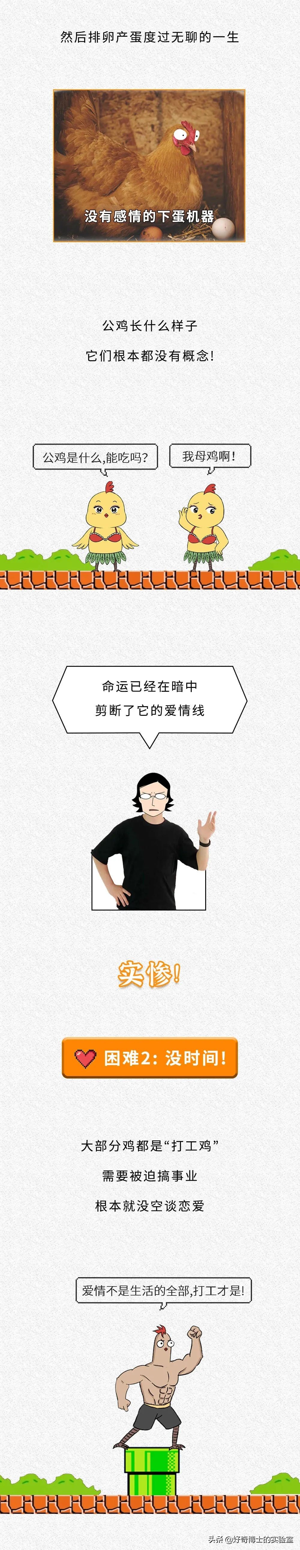 一只鸡难倒一群狗,一只鸡能有什么坏心思