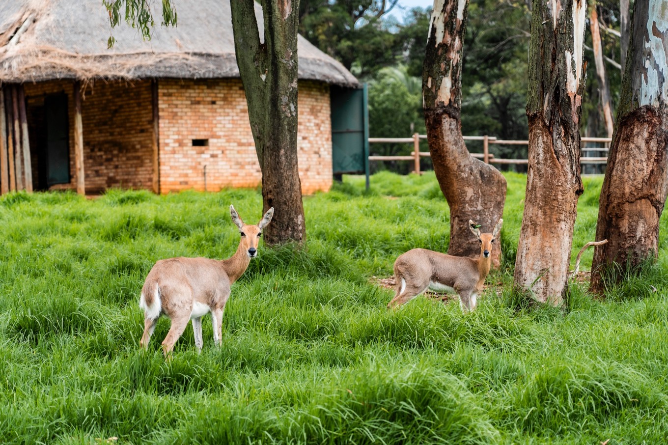 南非自驾游,南非自驾游最新