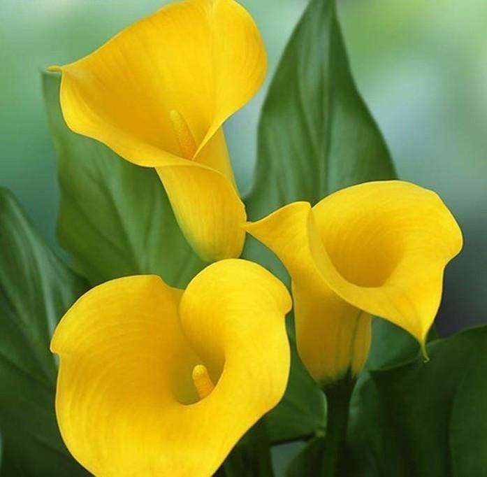 马蹄莲是球根花卉,马蹄莲花卉视频