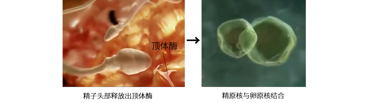 孕7周胚胎发育缓慢怎样才能更好,胎教0-6个月完整版