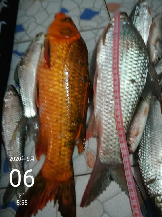 本汀太极黑棍7.2,本汀太极黑棍测试