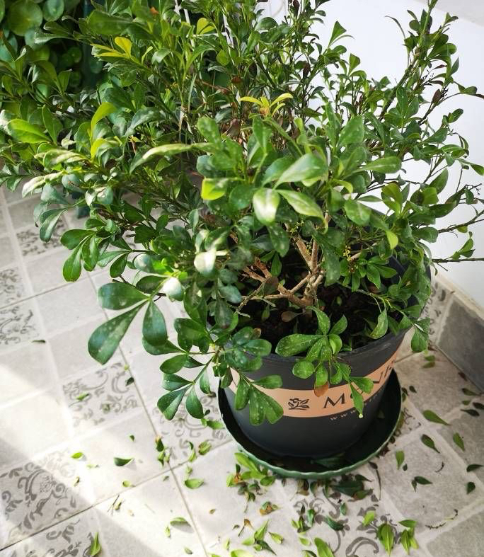 米兰花怎么养才香甜好看,米兰花怎么样养才能香味浓郁