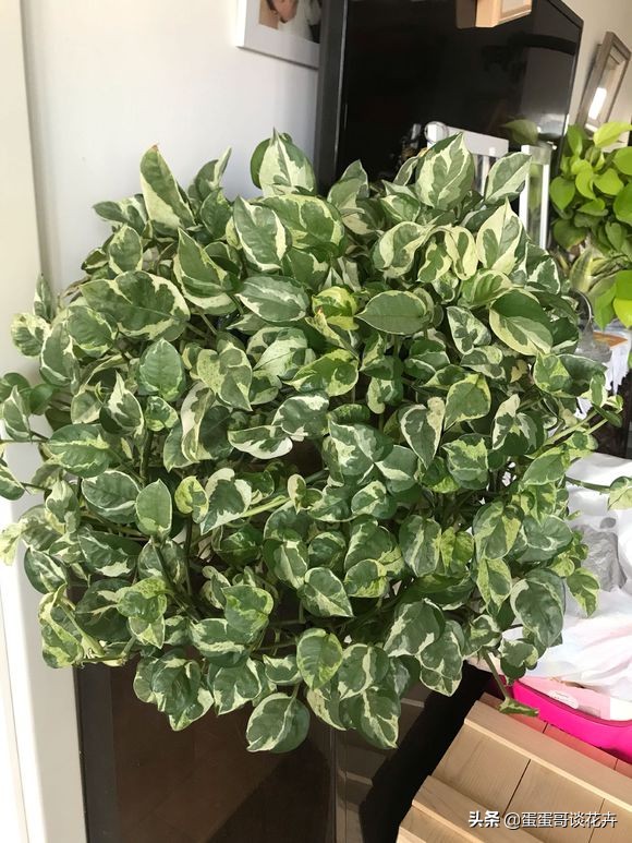 绿萝秋天怎么养才能更旺盛,绿萝绿植怎么养才能更旺盛