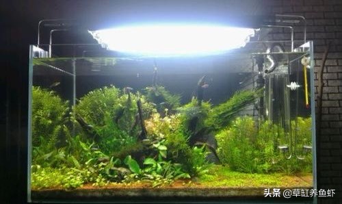 草缸新手入门需要准备什么设备,玩草缸怎么玩