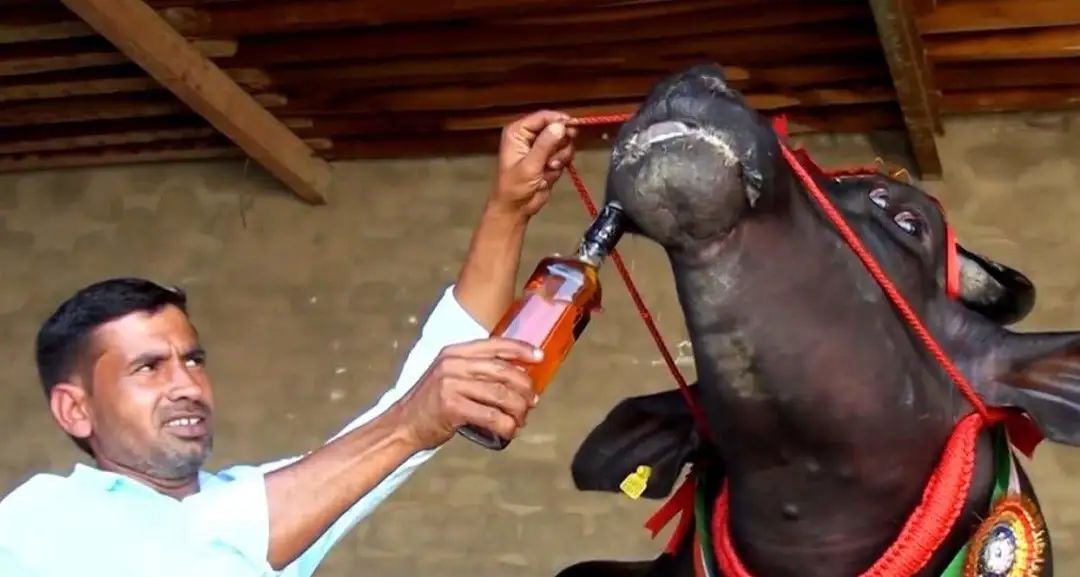 印度威士忌,印度威士忌哪款最好