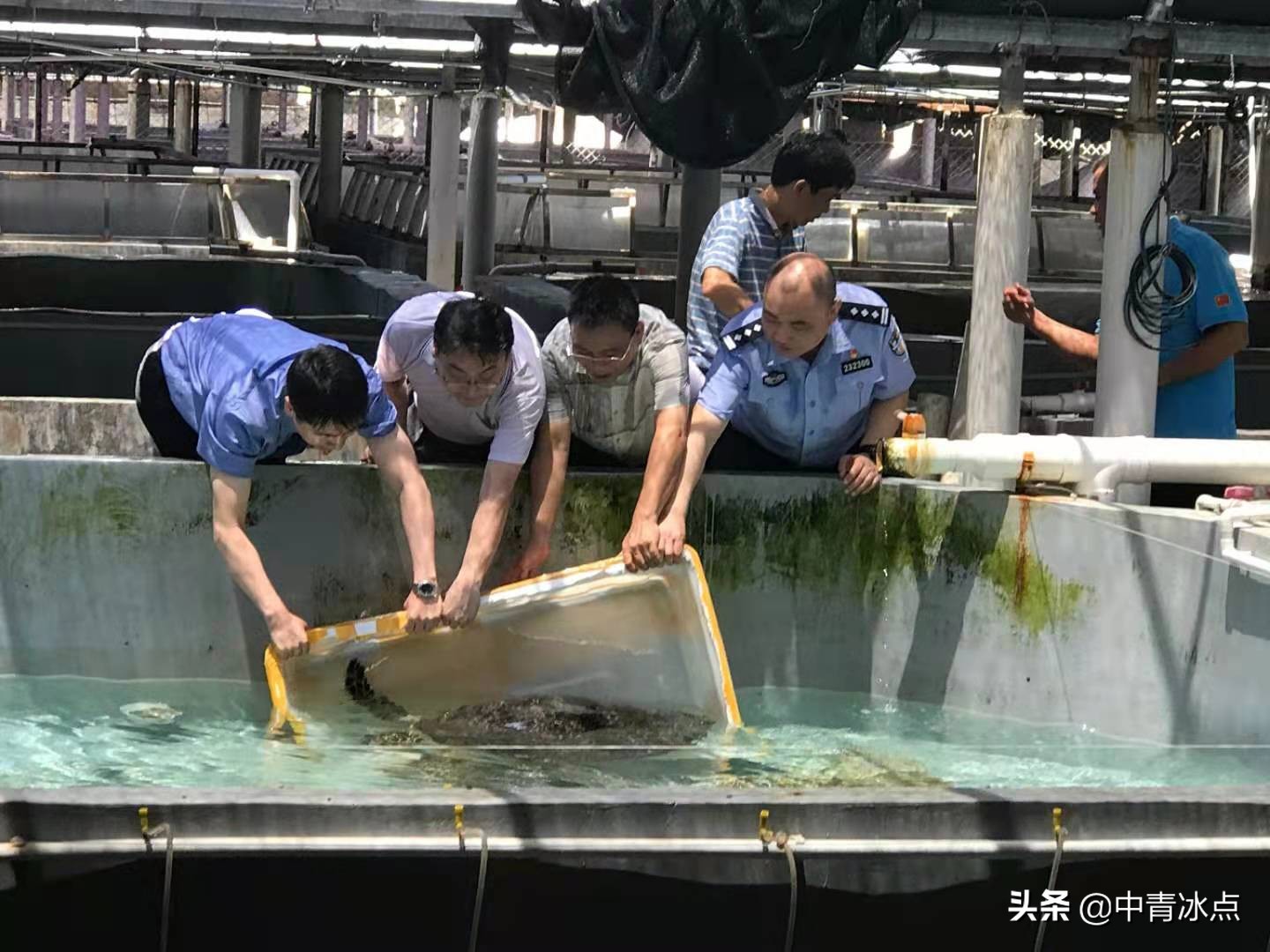 徐州一“黑老大”的宠物牵出600只海龟大案，检察官逐只追回，全国30城市联动，送海龟回家