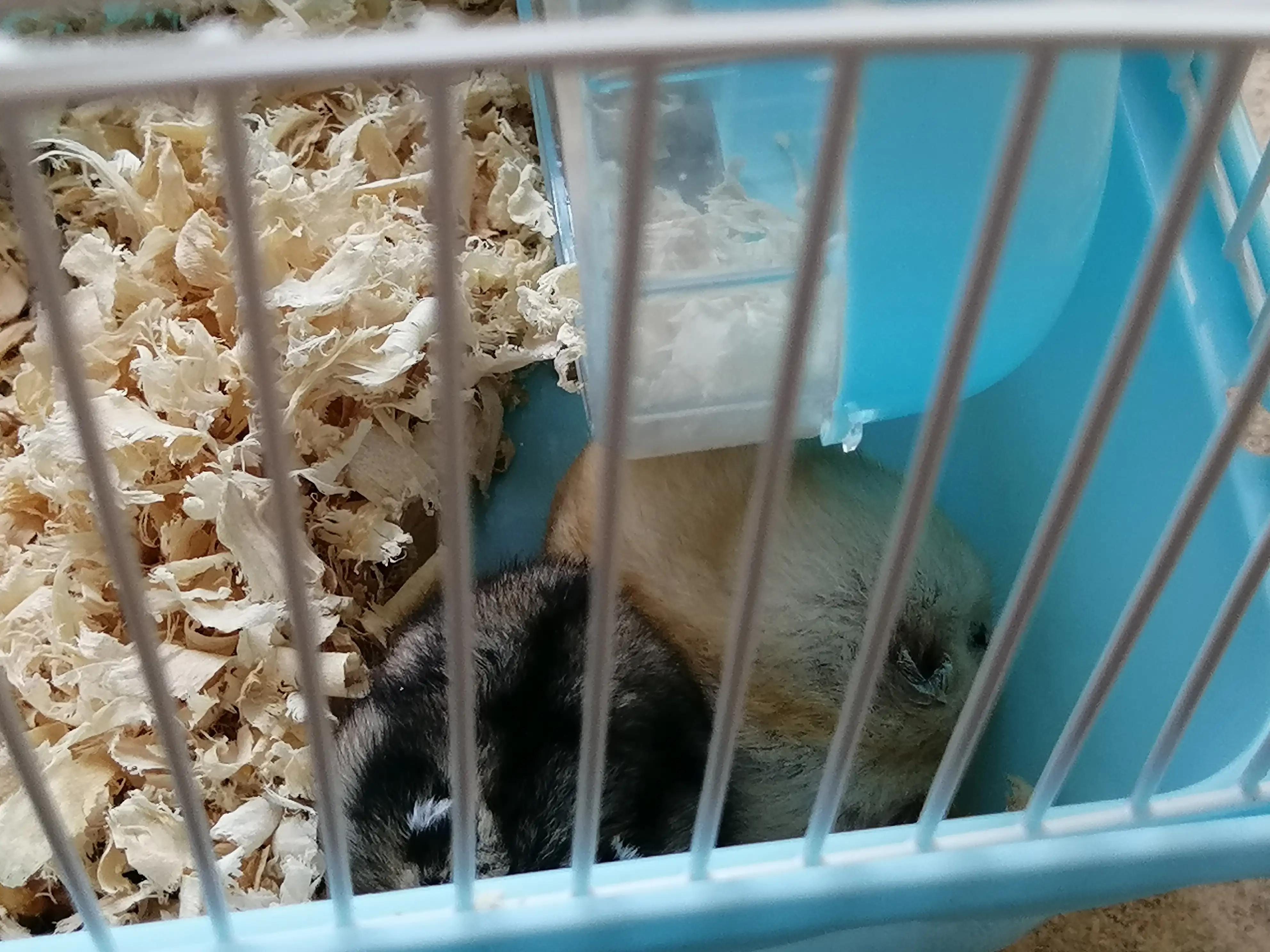 第一次养宠物就出糗了🙃