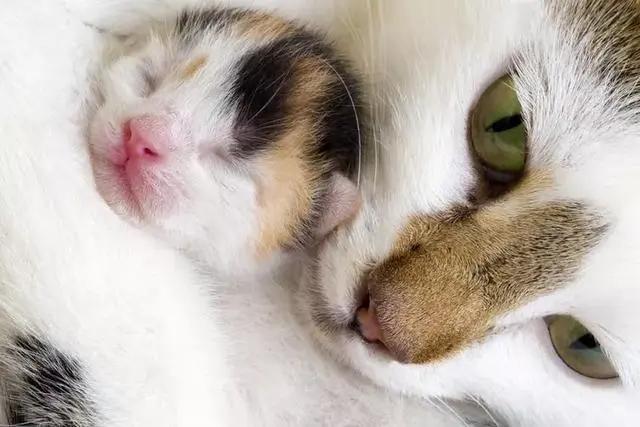 母猫在什么情况下会叼着宝宝挪窝,母猫没精神控制不了大小便