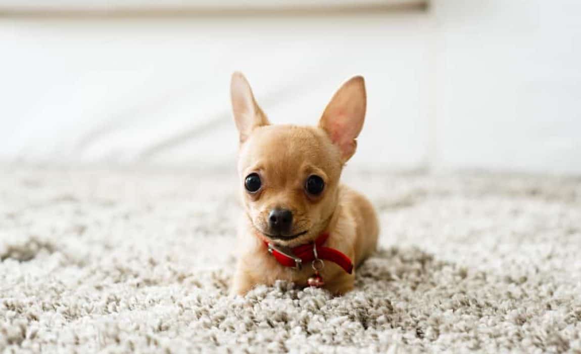 家里的狗狗突然抖是什么原因,家里狗狗一直哼哼唧唧怎么回事