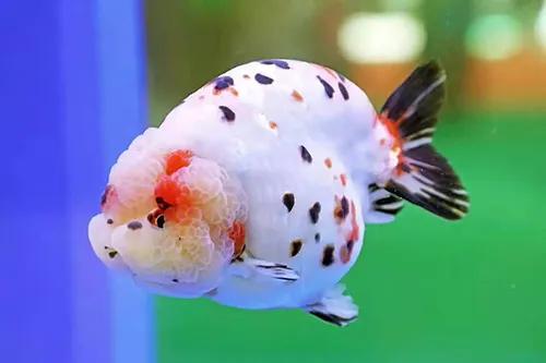 鱼缸水发腥？发臭？今天就办它