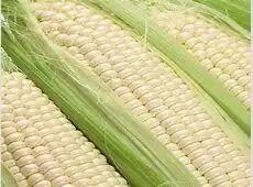 水果玉米可以直接生吃吗,可以生吃的玉米你吃过吗