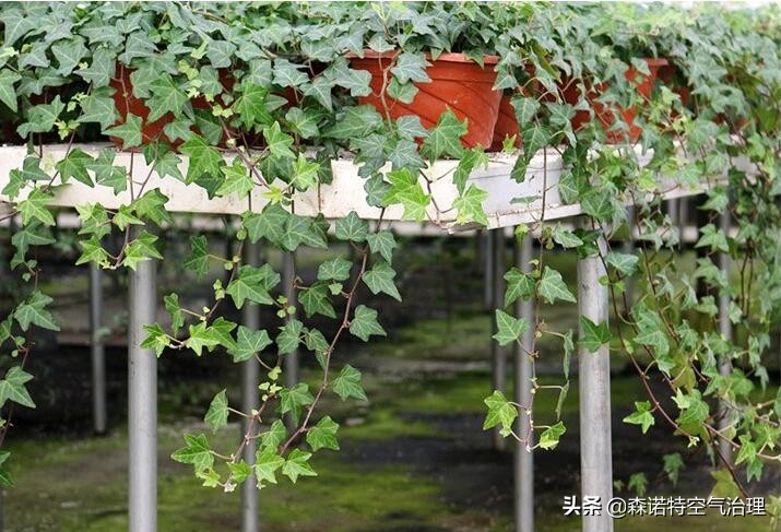 虎皮兰和常春藤哪个吸甲醛效果好,吸甲醛的绿植排名常春藤