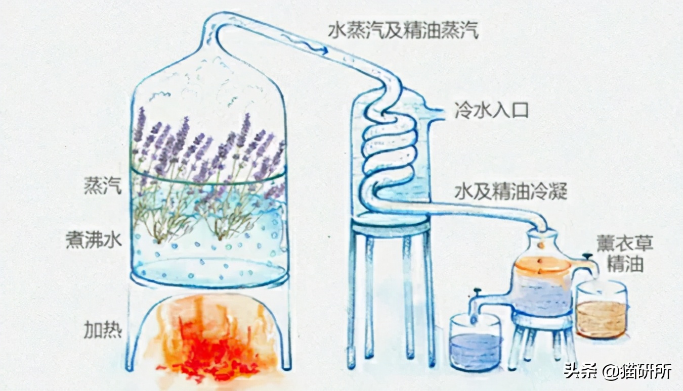 什么精油对猫有危害,猫咪精油有必要用吗