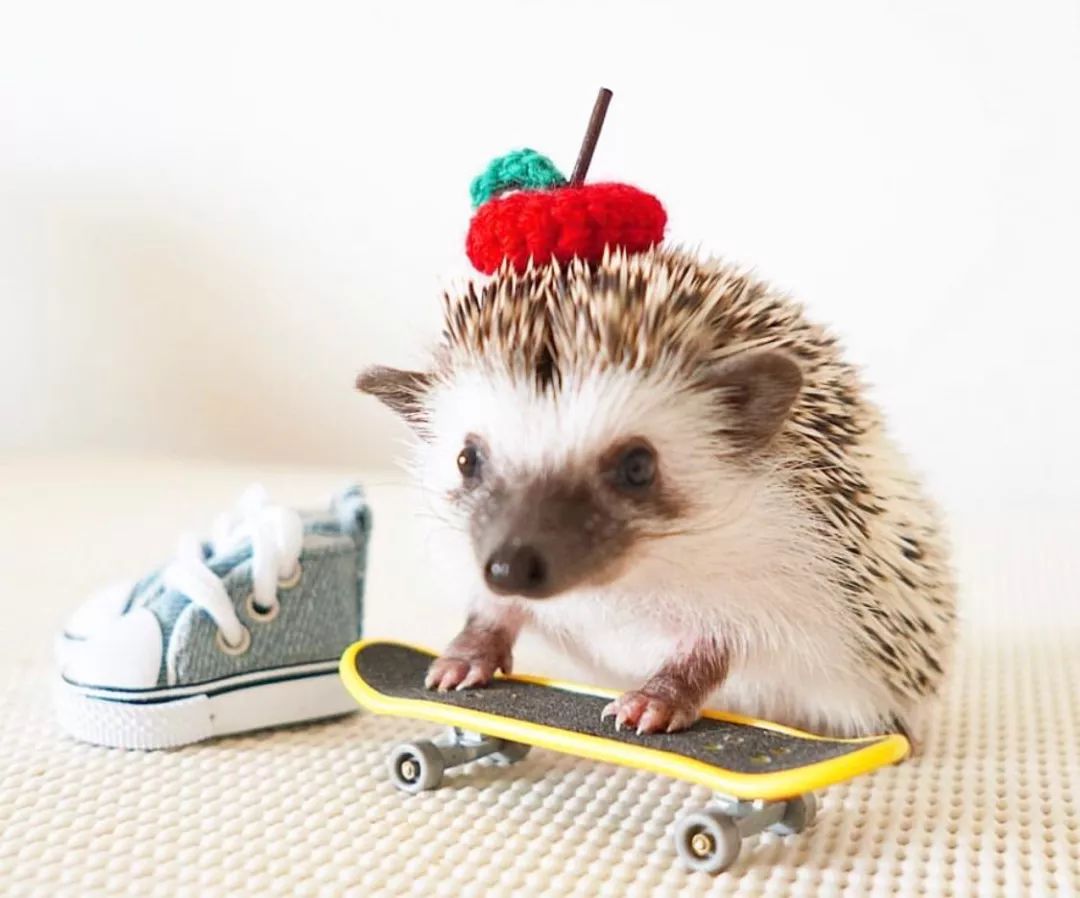 养一只戏精宠物是什么体验,养了一只小狐狸是什么体验