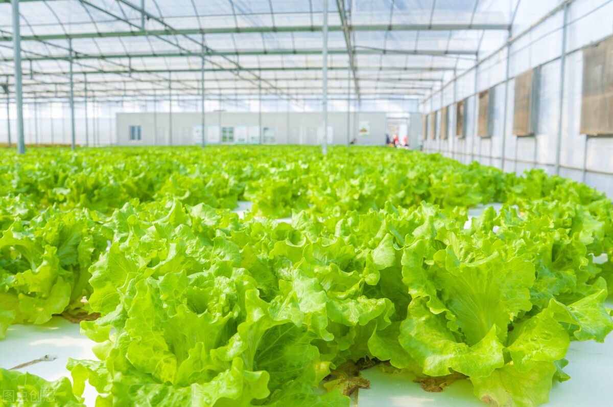 种植为什么使用温室大棚?温室大棚种植有哪些优点