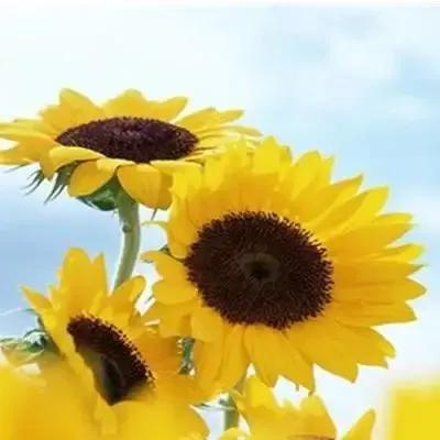 道德经的修德理念是什么意思,道德经第五十四章修德为本