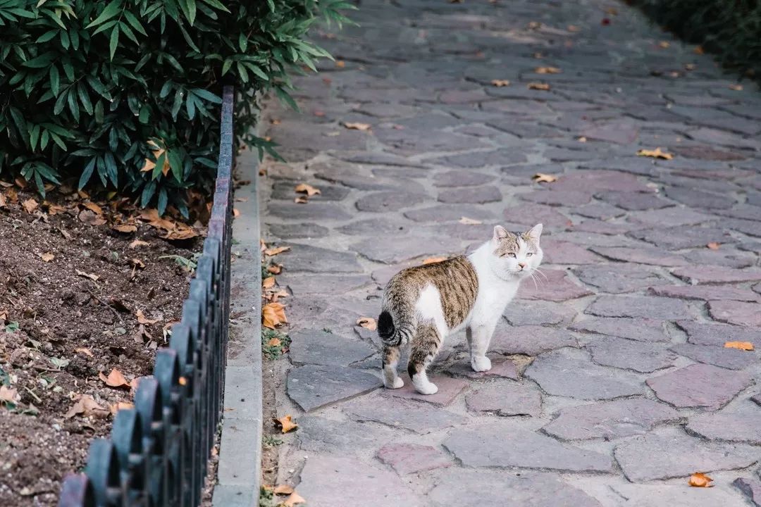 魔都网红马路视频,魔都值得散步的马路