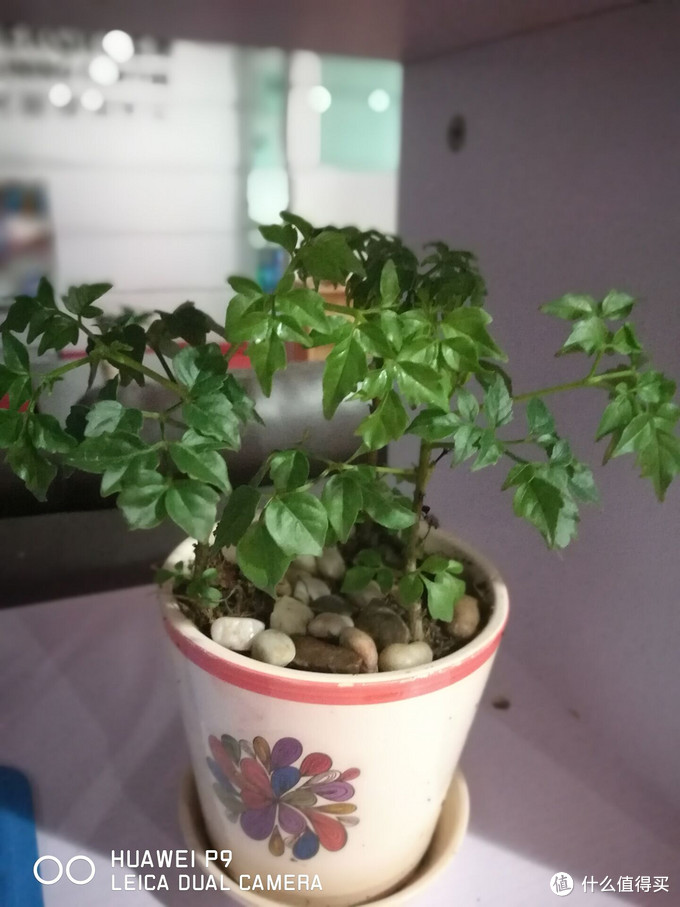 华为p9最新测试,华为p9真机曝光