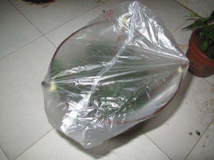 养花有虫子用蚊香行吗,蚊香养花的方法