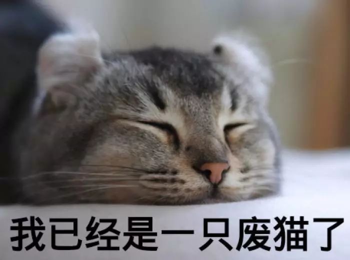 猫咪夏天能不能剃毛,猫咪消暑降温的正确方法