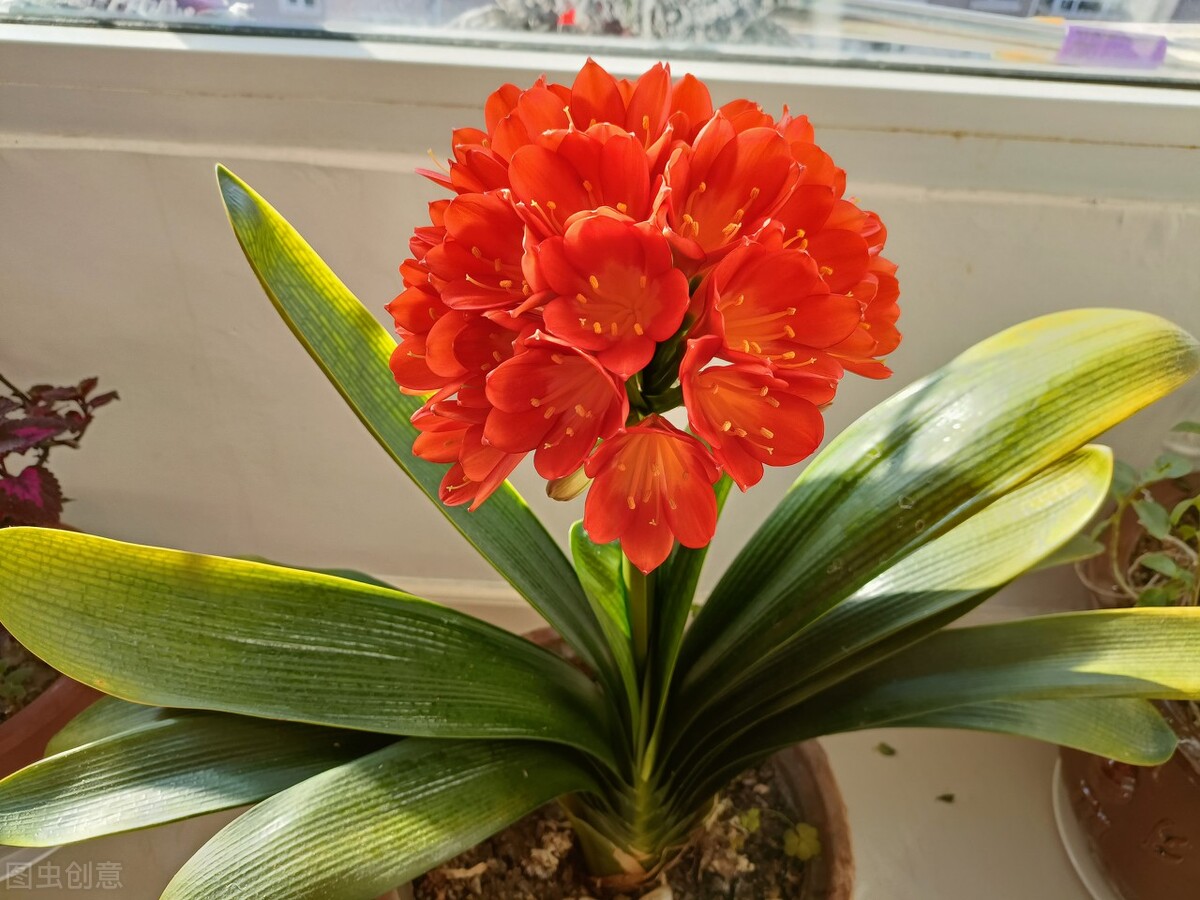 花盆里的小黑飞杀虫小妙招,花盆里小黑虫怎么消灭最彻底