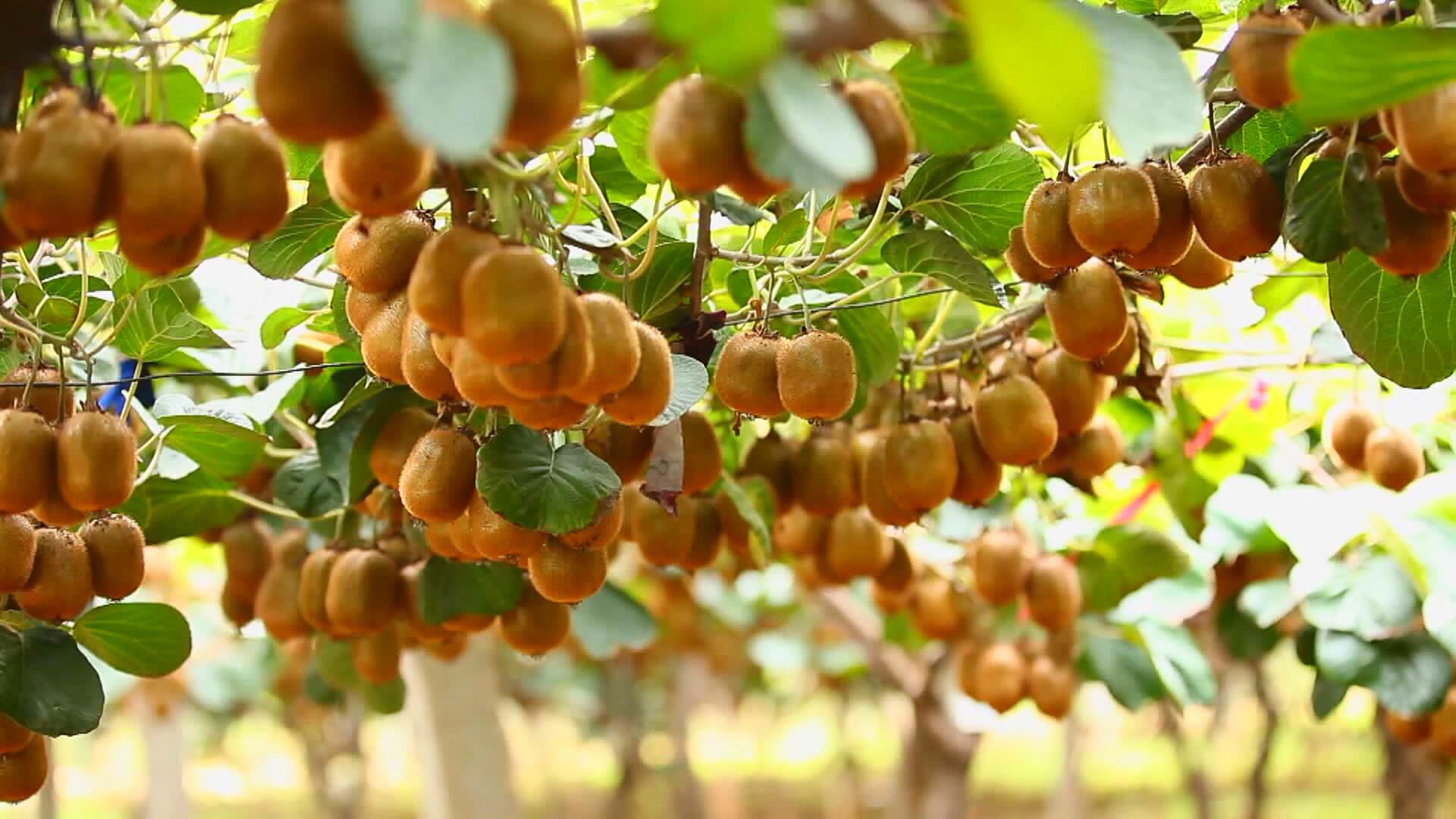 在那“桃”花盛开的地方——眉县荣获全市目标责任考核“九连冠”探析