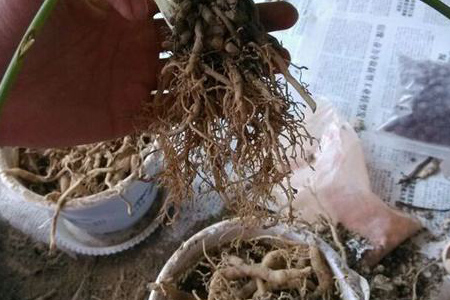 盆栽花卉的根系长满盆怎么办,花卉长不高怎么回事