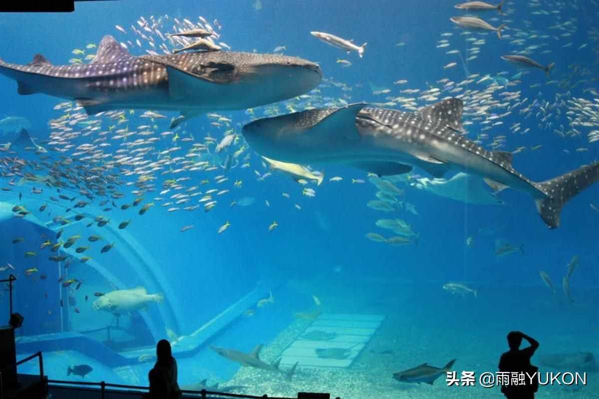 全球第一海洋公园：号称中国民族品牌第一乐园，约400元门票