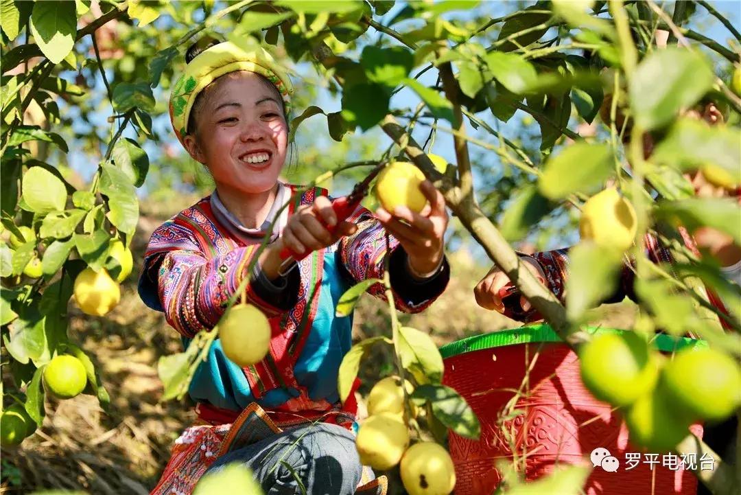 好消息！罗平鲁布革千亩柠檬丰收登上中央电视台！