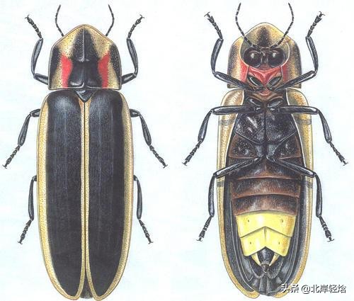 萤火虫会发光的原理,萤火虫的发光原理你了解吗