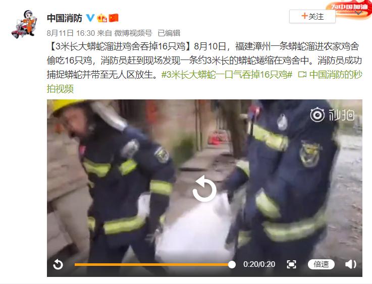 4米巨蟒吞袋鼠,巨蟒吞羊过程