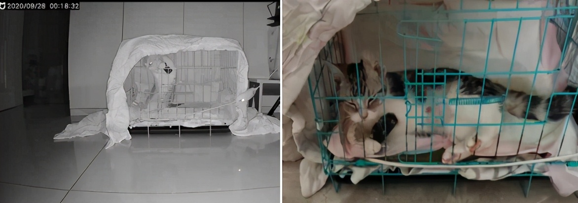 团子猫传腹治好了吗,团子的猫传腹