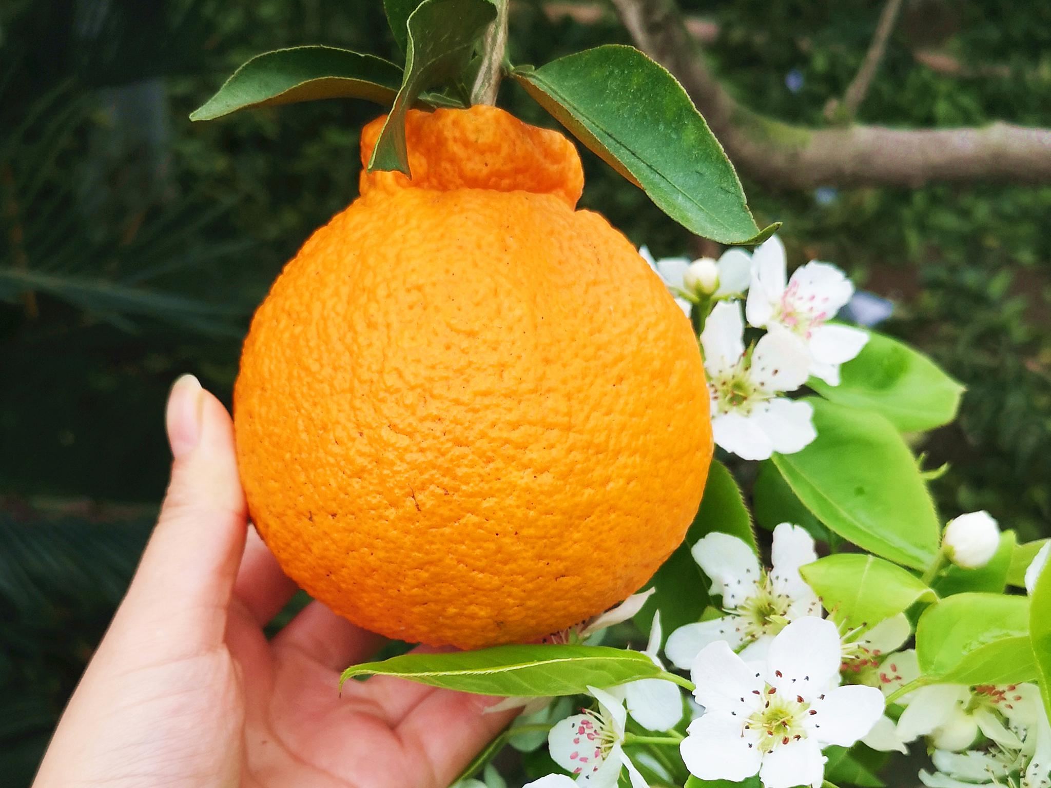 不知火丑柑缺点,不知火丑柑的缺点