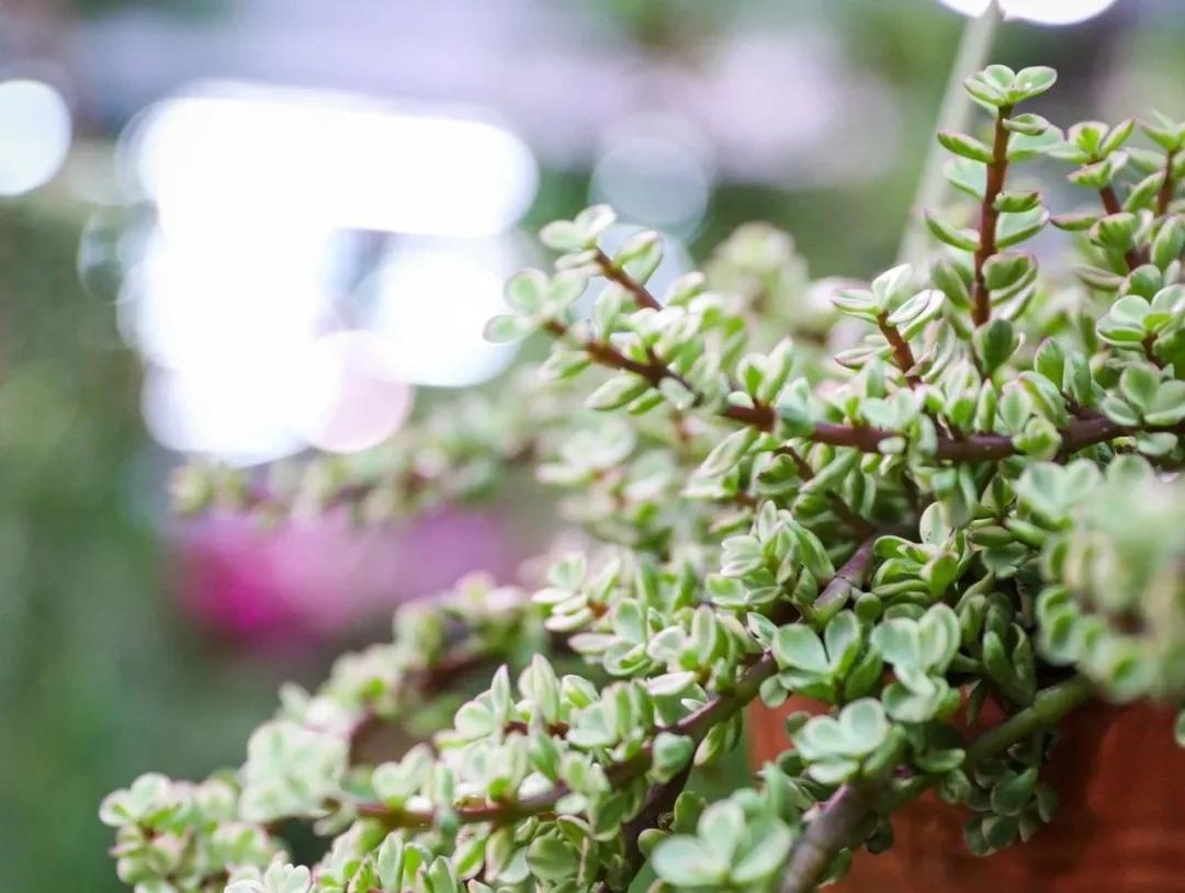 最便宜的北京花市,北京超好逛的花市